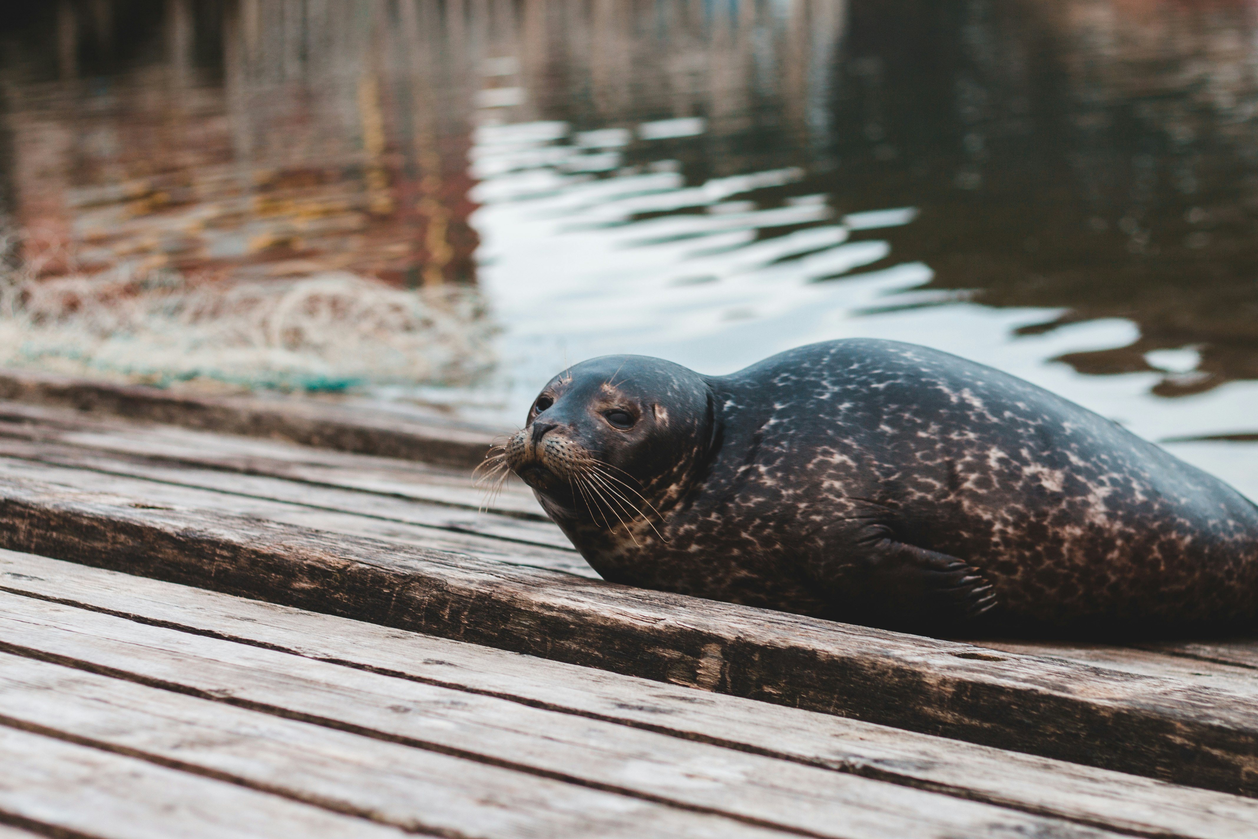 black sea lion on brown wooden dock during daytime